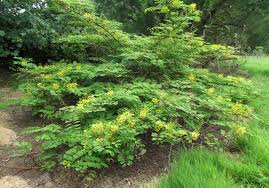 Image result for Caesalpinia decapetala