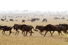 Beautiful Dangerous Wild Animals Pets Of Africa Dangerous Wildebeest Animal Migration Of Africa Animals Wildebeest African Animals