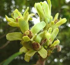 Image result for Trichilia prieuriana