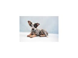 It's also free to list your available puppies and litters on our site. Australian Cattle Dog Puppies Petland San Antonio