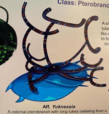 Image result for Tragia brevipes-benthamii-okanyu