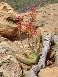 Image result for Aloe christianii
