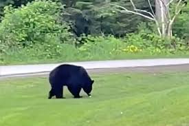 Near the end of january, port moody police department issued a statement saying that foul play is not suspected in this case. Kf Nwl6wvfe8wm