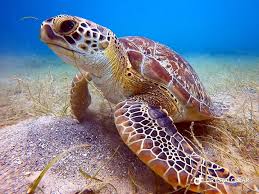 Sea Turtle Sea Turtle Beautiful Sea Creatures Underwater Animals