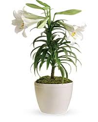 Easter Lily Plant In Huntington Wv Spurlock S Flowers Greenhouses Inc