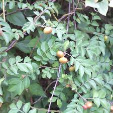 Image result for Harrisonia