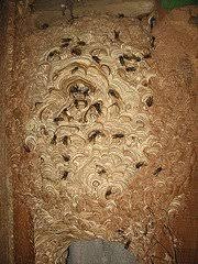 Working with locally based franchisee partners means that you can have your pest control situation addressed in a matter of hours. Cheshire Wasps Nests Destroyed 45 00 Wasps Nest Removal