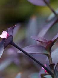 Image result for Tradescantia pallida