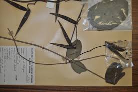 Image result for Tacazzea apiculata