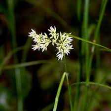 Image result for Luzula abyssinica