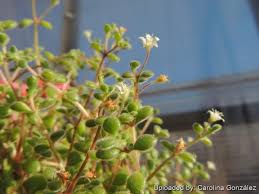 Image result for Crassula expansa