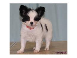 Papillon is a memoir by convicted felon and fugitive henri charrière, first published in france in 1969 which became an instant bestseller at the time. Papillon Dog Female Black White 2098924 Petland Carriage Place