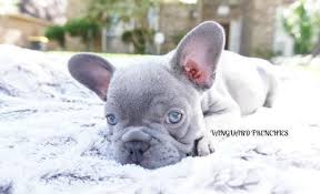 Our energy for magnificence has driven us from the earliest starting point, and keeps on. French Bulldog Puppy For Sale Adoption Rescue For Sale In Houston Texas Classified Americanlisted Com