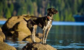 Golden retriever is one of the best dog breeds for office environment. German Shorthaired Pointer Breed Characteristics Care Bechewy