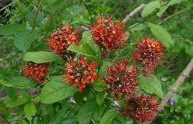 Image result for Combretum holstii