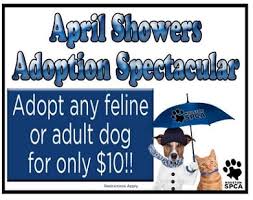 The adoption fee includes everything you need. Houston Spca 10 Dog Cat Adoptions April 26 28