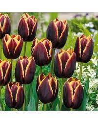 Pin On Garden Varieties