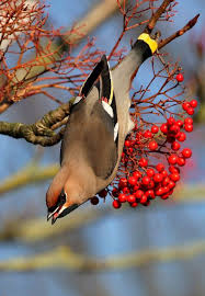Pin On Bird