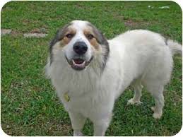 Would like a male:) (erie) hide this posting restore restore this posting. Great Pyrenees St Bernard Australian Shepherd Mix Petfinder