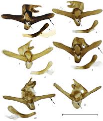 Image result for Entephria byssata