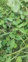 Image result for Desmodium tortuosum
