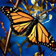 Informacion Sobre La Mariposa Monarca Informacion Sobre Animales
