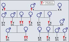 Lets Talk X Factor A Pedigree Question The Horse Forum