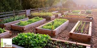 Maybe you would like to learn more about one of these? Selecting The Right Material For Your Raised Bed Garden Milorganite