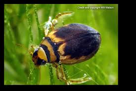 Image result for Dyschoriste multicaulis