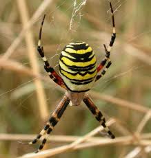Black And Yellow Striped Spider Uk Wasp Spider Argiope Bruennichi Insectos Aranas