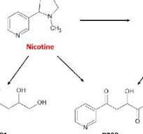 PDF) UV-254 degradation of nicotine in natural waters and ...