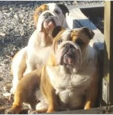 This page includes affiliate links — which means i may receive some sort of compensation (at no cost to you) if you sign up or make a. Registered British Bulldog Dog Breeders Australia