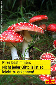 Pilze Bestimmen Selbst De Pilze Bestimmen Pilze Essbare Pilze