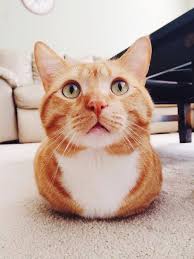 This Is My Clueless Cat Waffles Pets Cats Animals