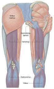 Pure Fascial Release Vs Myofascial Release Anatomy Trains Blog Muscle Anatomy Human Body Anatomy Body Anatomy