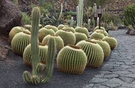 The golden barrel cactus is a globe shaped type cacti suitable for growing in conservatories, on patios or any other type of indoor glass rooms. 21 Best Cactus Plants To Grow In Your Garden