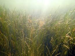 Image result for Zostera capensis