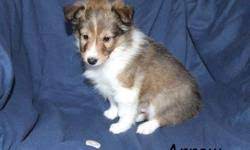 Shelties and sheltie pups extremely active and energetic and providing an environment with plenty of #sheltie pup #sheltie puppies #sheltie puppy #sheltie pups #shelties #shetland sheepdog. Registered Sheltie Puppies Price 250 For Sale In Pine River Minnesota Best Pets Online