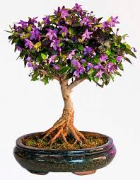 Qui puoi acquistare il tuo bonsai di acero. Come Prendersi Cura Di Un Bonsai Una Vita Che Vale