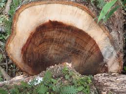 Image result for Samanea leptophylla