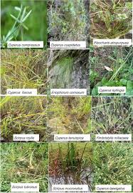 Image result for Cyperus cuspidatus