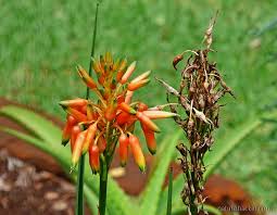 Image result for Aloe cooperi