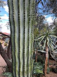 The paper spine cactus was first described in 1868 by charles lamarie. When Wet Cardon Spines Turn Dark Black Cactus