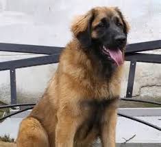 Puppies exposed to other animalson the farm. Leonberger Puppies For Sale Petfinder