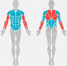 Still, many individuals pay far too little attention to them. Bicep Body Muscle Diagram Vector Png Download 2346x2286 9958102 Png Image Pngjoy