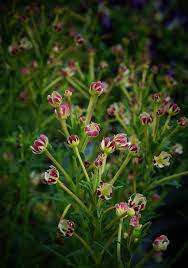 It is okay to have some landscaping features in common with your neighbors. Plantfiles Pictures Zaluzianskya Species Midnight Candy Night Phlox Zaluzianskya Capensis By Kell