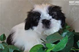 Explore 87 listings for shitzu puppies for sale at best prices. Oreo Shih Tzu Puppy For Sale Near Austin Texas 36afa951 A361