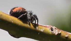 The spider in the gif is a female african red trapdoor spider, a species in the ctenolophus genus, van veggel told. Red Back Jumping Spiders Facts Venom Pictures