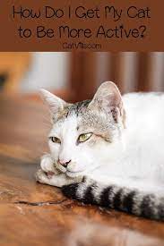How Do I Get My Cat To Be More Active Cat Care Cats Most Beautiful Cat Breeds
