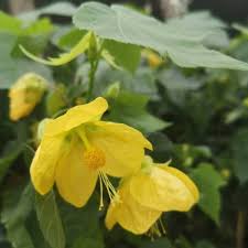 We did not find results for: L Abutilon Julia Ha Fiori Giallo Vivido Puro Petali Con Venature